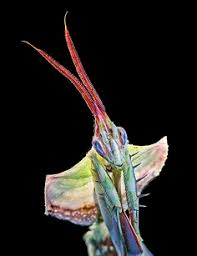 10 surprisingly stunning species of mantis. Fuckin Mantids