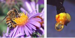 He expressed his annoyance at the puzzling mystery of how the first flowering plants evolved. Mystery Science Power Of Flowers Flashcards Quizlet
