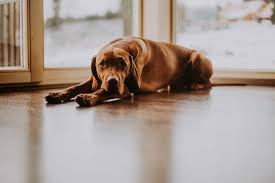 Get directions, reviews and information for pet heaven funeral home in orchard park, ny. 4 Of The World S Most Famous Pet Cemeteries
