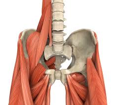 Human body low poly wireframe. Anatomy For Exercise Lower Body Muscles Empower Your Wellness