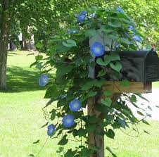 Pin By Debbie Cravens Gessaman On Bedrooms And Kitchens Mailbox Flowers Mailbox Landscaping Garden Vines