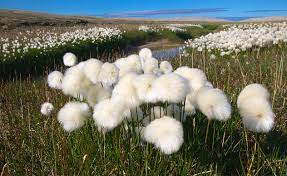 The Beautiful Flowers Of The Arctic Arctic Flowers Grass Flower Beautiful Flowers