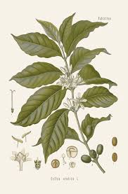 Image result for Coffea arabica