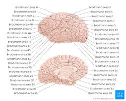 The terms in parenthesis are the professional terms used to describe the deficit. Brodmann Areas Anatomy And Functions Kenhub