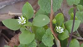 Image result for Ornithogalum flexuosum