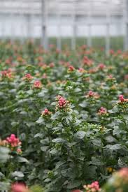 We did not find results for: Bouvardiakwekerij Vreeken Sierteelt B V Floral Fundamentals