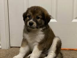 Check spelling or type a new query. My New Great Pyrenees German Shepherd Mix Hunter Greatpyrenees