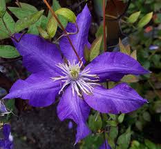 Image result for Clematis costata