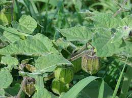 Bacterial canker disease on tomato plant leaves. Physalis Wikipedia