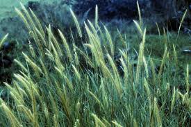 Image result for Cenchrus polystachios