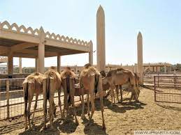 Camel farm, bahrain is one of the popular local business located in ,jeddah listed under farm in jeddah Feeding The Camels On The Royal Camel Farm In Bahrain