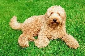 Image result for labradoodle