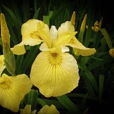 Africanus noto col nome di ranuncolo turco, il r. Iris Pseudata Aichi No Kagayaki Acquista Online Per Il Tuo Laghetto Pond O Giardino Waternursery