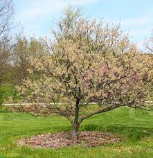 Wild Plum Tree Wild Plum Tree Fruit Trees Tree