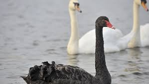 黑天鵝效應（英語： black swan theory或theory of black swan events ）是指極不可能發生，實際上卻又發生的事件。主要具有三大特性： 主要具有三大特性： 這個事件是個 離群值 （ 英語 ： outlier ） ，因為它出現在一般的期望範圍之外，過去的經驗讓人不相信其出現的. é»'å¤©éµæ•ˆæ‡‰ é€£åœ‹å®¶é ˜å°Žäººé¸èˆ‰ éƒ½ä¸€å†å‡ºç¾æ„å¤– ä¼æ¥­æ€Žéº¼è¾¦ ç®¡ç†çŸ¥è­˜å…§åƒ å•†å'¨