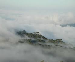 Image result for Globimetula rubripes