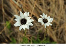 Image result for Callilepis laureola