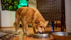 Drmarie dogs, food recalls, recalls april 7, 2012 466 comments. Recall Alert 15 Pet Food Brands Recalled Due To High Levels Of Aflatoxin