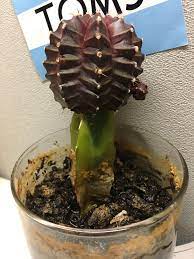 Moon cacti weren't built to last, but you can do something to help save them. Ruby Ball Cactus Overwatered Help I Ve Had This Little Guy For 2 Years And I Recently Went On Vacation For Almost A Week Came Back And This Is How He Looked Is