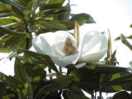 It is named after french botanist pierre magnol. Evergreen Magnolia Trees Types Of Evergreen Magnolia Trees
