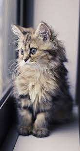 Wallpaper bergerak lucu dan menggemaskan! Animals Wallpapers Iphone Animals Wallpaper Iphone Cats Cute Cat Wallpaper Cute Baby Cats Kittens Cutest