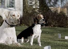 Dog care shock collar troubleshooting. How To Use An Electronic Dog Training Collar K9 Electronics Blog