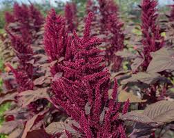Image result for Amaranthus schinzianus