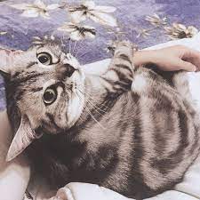 pin by thunder hollyleaf on cattttt animals cats