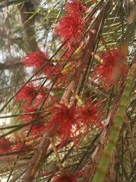 Image result for Casuarina