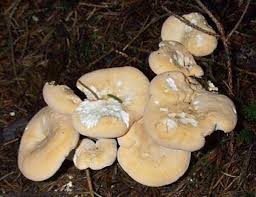 Image result for Hydnum repandum