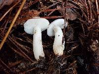 Image result for Russula perlactea