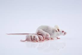 Check spelling or type a new query. Can Baby Mice Survive Without Their Moms Petsoid