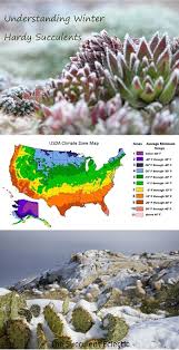 World's largest online succulent shop. Understanding Winter Hardy Succulents The Succulent Eclectic