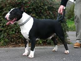 Gambar logo keren gambar logo kosong gambar logo olshop ikon desain simbol. Agus Suyong Agussuyong Profil Pinterest