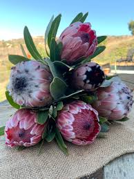 Image result for Protea argyrea