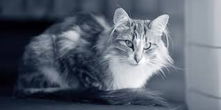 Estreñimiento en gatos: Causas, Síntomas y Tratamiento | AniCura España