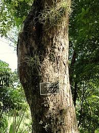 Image result for Tabebuia heterophylla