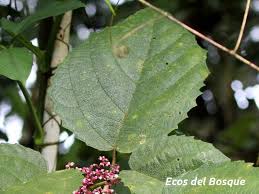 Image result for Urera