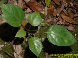 Image result for Heptapleurum actinophyllum