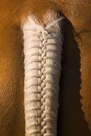 I Really Should Learn To Master The Art Of Braiding Horse Tails So I Can Do It As A Side Job For Some Extr Horse Braiding Horse Mane Braids Horse Hair