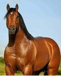 Pin By Maria Eugenia Stephan On Caballos Horses Animals Animals Beautiful