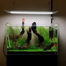 A Short Snippet Of The Snipping In 2020 Aquascape Aquarium Landscape Fish Tank