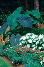 Elephant Ear Plant And The Care That It Needs Elephant Needs Plant Elephant Ear Plant Elephant Ears Garden Plants