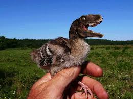 Name It Chickasaurus Baby Turkey Baby Animals Animals