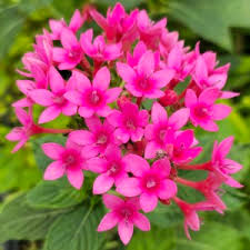 Image result for Pentas bussei
