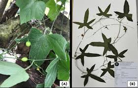Image result for Raphidiocystis phyllocalyx
