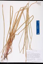 Image result for Eleocharis acutangula