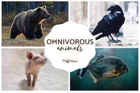 Omnivores in the amazon rainforest. Omnivorous Animals Examples And Fun Facts