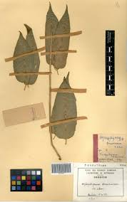 Image result for Trachyphrynium braunianum