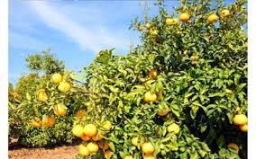 This short video by drip depot demonstrates how to set up a drip irrigation system for trees. Solar Powered Irrigation For Citrus Trees In Morocco Empowering Pumps And Equipment